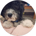 Maro Tsigkoni profile picture